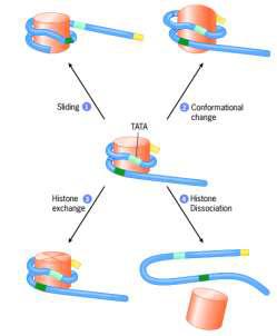 Remodelación de la cromatina: Los complejos remodeladores pueden causar el desplazamiento, expulsión o reestructura de los nucleosomas Modificadores o remodeladores los que incorporan o