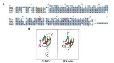 UBIQUITINACION: fenómeno originalmente descripto como un mecanismo de marcaje de proteínas para la destrucción por el proteosoma.