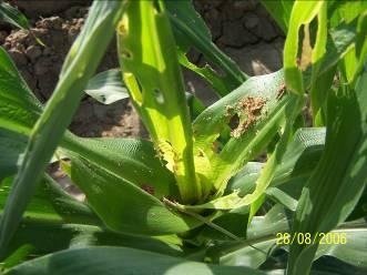 Figura 6. El gusano cogollero es la plaga más dañina del maíz en la región.