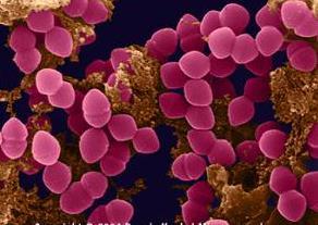 Enterococcus: Sustancia de agregación (AS) Promueve la adherencia a tejidos Potencia la conjugación de plásmidos Una célula potencialmente receptora libera feromonas que promueven la