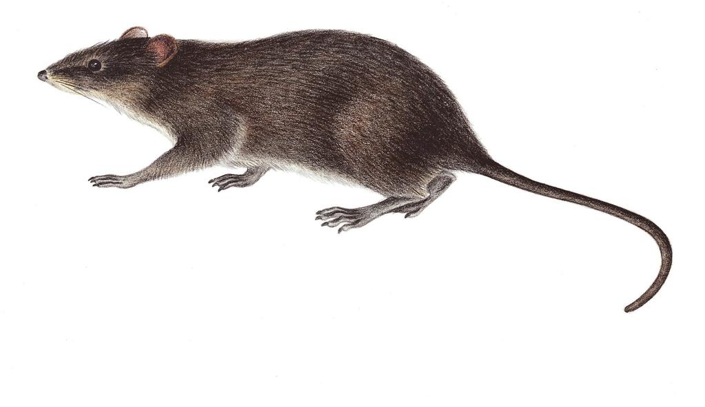 El ratón de Galápagos es una de las cuatro especies de mamíferos que han desparecido en Ecuador.