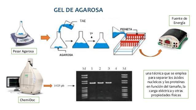 Electroforesis en gel de agarosa (PCR punto final) : Los