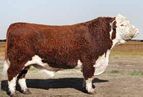 Vaquillonas Polled Hereford P. Pedigree MIRASIERRA INVASOR X449 EINSTEIN T/E R.P.: X449 H.B.A.: E/T F. NACIM.