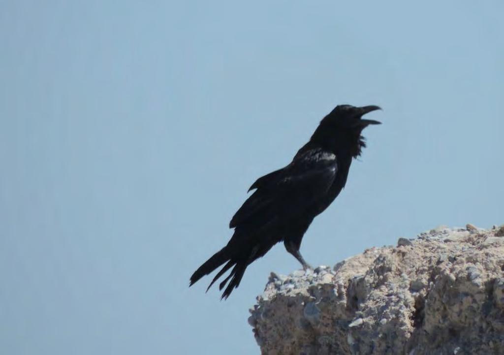 74 Corvus corax, especie de cuervo residente
