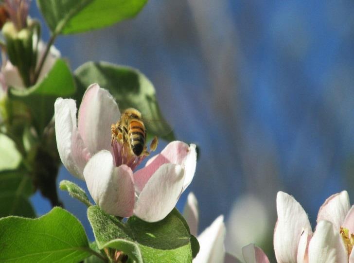 Cuñas Sin apicultura no hay agricultura MCF Una ley mala es un riesgo para