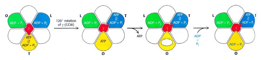 Mecnismo de cmbio de Unión de l ATP sints Lubert Stryer 7m.