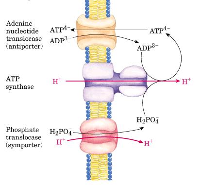 Un protón dicionl se consume en el trnsporte del ATP de l mtriz l citoplsm Espcio intermembrn Mtriz mitocondril Trnslocs ATP/ADP ATP sints
