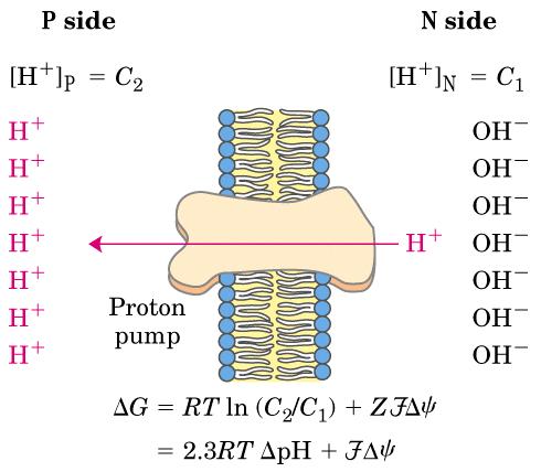 Espcio intermembrn Mtriz Bomb de protones [H + ] mtriz disminuye se gener un cmpo eléctrico negtivo en l mtriz El ph externo es 1.