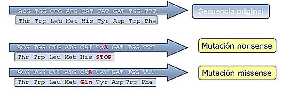 Sustituciones de nucleótidos (puntuales) Tipos de mutaciones génicas: Mutaciones de cambio de sentido Mutaciones