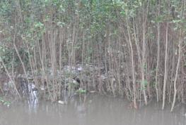 sistema de drenaje y desechos en el area del manglar Se llevaron a cabo encuentros bilaterales