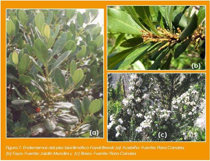 El Brezo (Erica arborea L.), arbolillo o arbusto de 2 a 4 metros de altura, que en formaciones cerradas puede llegar a alcanzar los 15 metros. Presenta pequeñas hojas estrechas y rígidas.