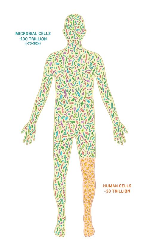 Microbiota Humana Células microbianas ~ 10-100 trillones (70-90%) 1 células humana por cada 10 microbios
