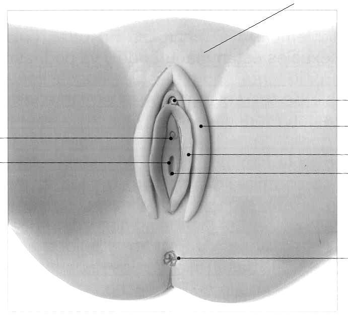 Monte de Venus Meato urinario (abertura de la uretra) Orificio de la vagina