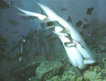 Todos los peces cartilaginosos, como los tiburones y las rayas, tienen fecundación interna, es decir, el macho deposita las células reproductoras en la cloaca de la hembra, en lugar de liberar