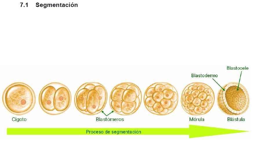 El cigoto se divide por sucesivas mitosis, según planos meridianos y perpendiculares, originando 2, 4, 8 células, cada vez más pequeñas denominadas blastómeros que permanecen unidas.