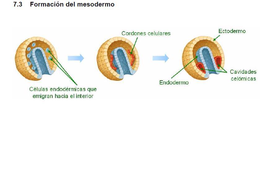 Mesodermo Los organismos triblásticos desarrollan una tercera hoja embrionaria, el mesodermo.