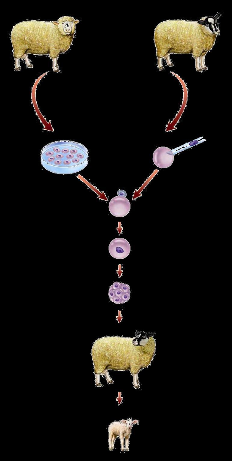 Oveja I Extracción de células mamarias Oveja II