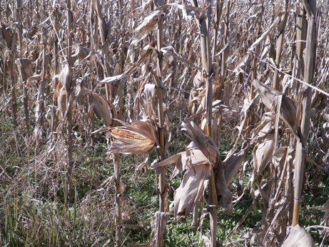 14 Maí Lote de maíz de segunda, en estado fenológico R 6 (madurez fisiológica secado de grano), en el suroeste del