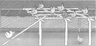 Perchas: Las varas se ubican dentro del gallinero, a una altura de entre 40 y 60 cm del piso,