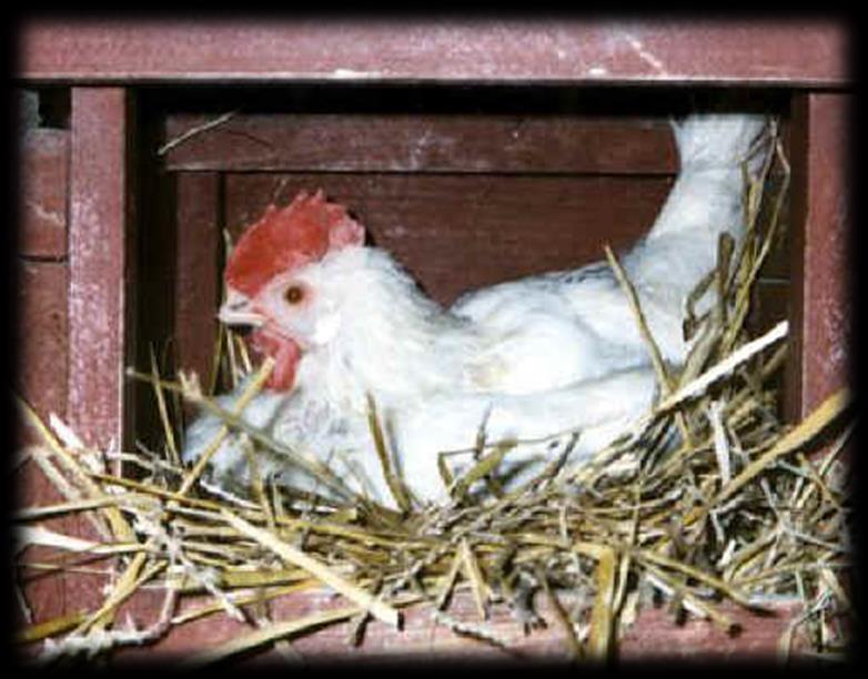 Nidales: Los nidales o nidos proporcionan sitios en penumbra y semiocultos, para que las gallinas realicen la postura con comodidad y eviten picar los huevos.