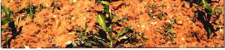 azucarera. Así mismo las adventicias se fueron seleccionando en las zonas maiceras, proliferando una flora resistente, tanto dicotiledóneas (Chenopodium album, Arnaranthus spp., Epuisetum spp.