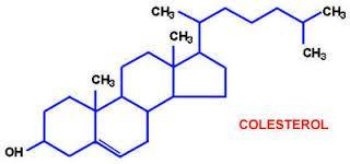 CLASES DE LÍPIDOS: COLESTEROL: Esterol con una cadena extra de 8 carbonos.