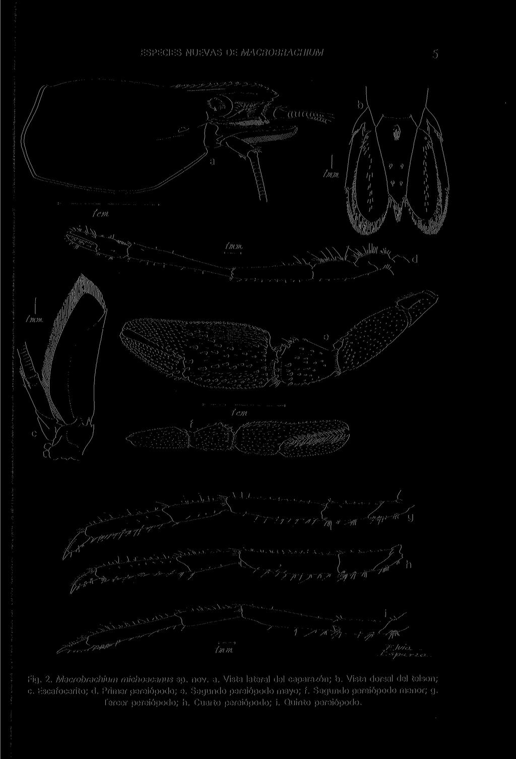 ESPECIES NUEVAS DE MACROBRACHIUM 5 Fig. 2. Macrobrachium michoacanus sp. nov. a. Vista lateral del caparazón; b. Vista dorsal del telson; c.