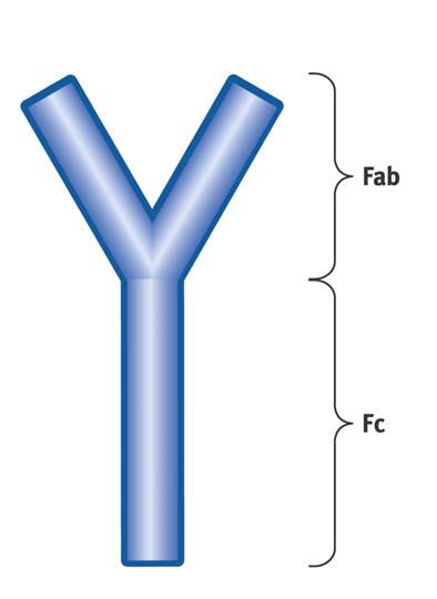 Estructura de los Anticuerpos Los anticuerpos (Ab) son un tipo de proteínas denominado inmunoglobulinas. La más común es la inmunoglobulina G (IgG).