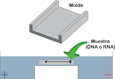 Electroforesis de ácidos nucleicos La electroforesis de ácidos nucleicos es el método habitual para separar, identificar y purificar moléculas o fragmentos de DNA y RNA.