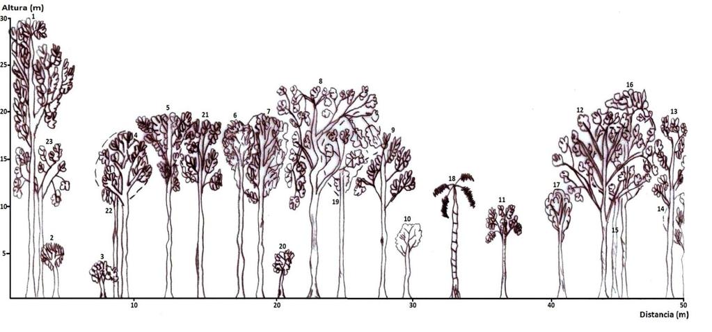 60 Perfil Vertical La figura 7 representa la estructura vertical del Bosque Natural de Ribera.