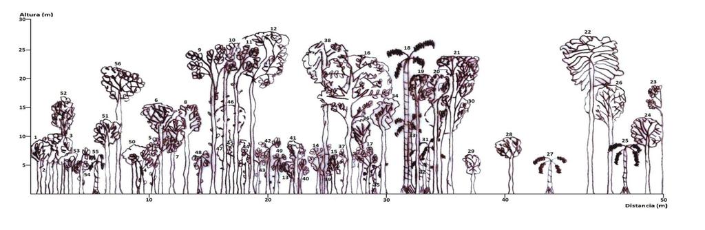 68 Figura 9.Perfil Vertical del Bosque Natural de Llanura. 1. Inga acreana,2.dacryodes peruviana, 3. Rollinia sp, 4. Grias peruviana,5. Grias peruviana 6. Dacryodes peruviana, 7.