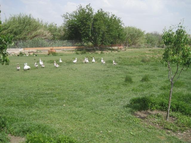 Foto 12. Cañaverales y pastizales junto al trazado del colector sur 2.