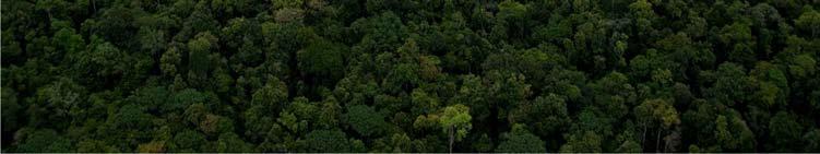Degradación de los Bosques Conservación de Bosques