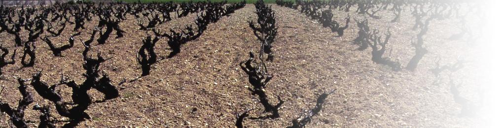 000 botellas los vinos de Leda son vinos con raíces, expresivos y armónicos, que reflejan con fuerza la riqueza y heterogeneidad de su origen.