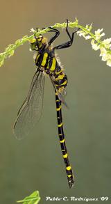 Cordulegaster: la más grande de las libélulas ibéricas,