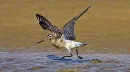 Virginia Escandell Los censos de aves acuáticas en el estuario del río Asón se organizan en función del ritmo mareal, ya que este factor determina la localización de las aves en cada momento.