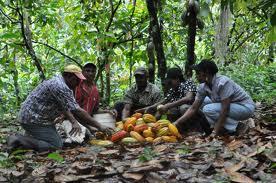 que desde su origen a tenido el papel clave de articular la cadena productiva del sector cacaotero de la República Dominicana.