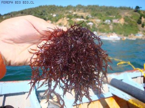 Chondracanthus chamissoi (Chicorea de mar) La extracción se realiza en forma manual, con
