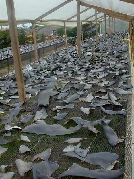 La composicion de especies de tiburones comercializados es desconocida Cuales son las especies de tiburones comercializadas en Chile?