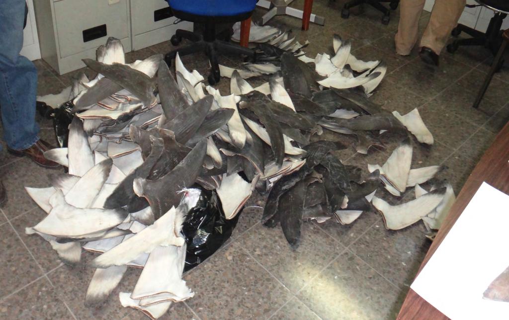 Decomiso de aletas UPS Aeropuerto Juan Santamaría (Noviembre 2014) Saco de 40 kilos, solo se revisaron 3 sacos - 230 aletas pectorales de tiburón sedoso