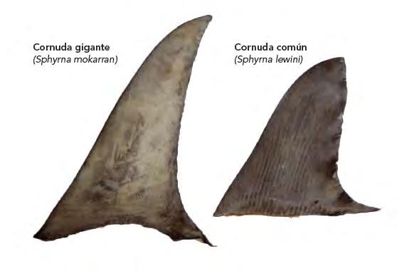 dorsales de los tiburones martillos son
