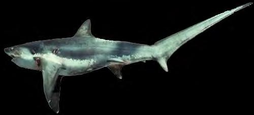 Especies de tiburones capturados Prionace glauca Alopias superciliosus