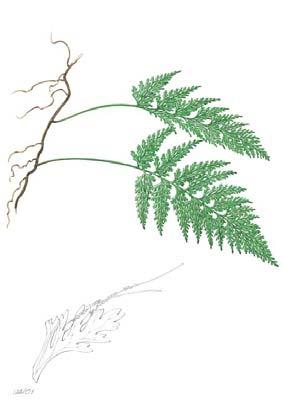 Trichomanes speciosum Willd.