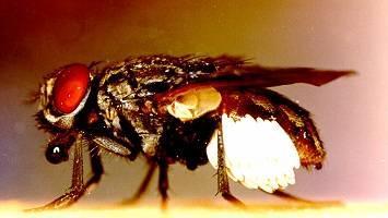 Dermatobia hominis captura moscas hembras y deposita huevos en su abdomen para que actuen como foréticos.