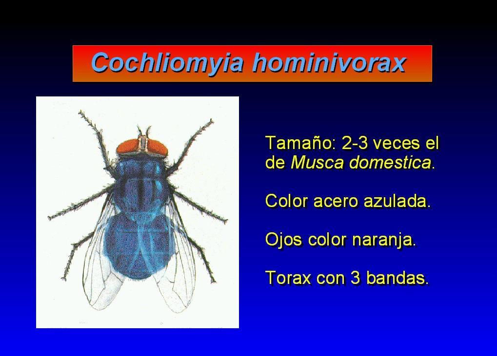 Miiasis ulcerosas: Son producidas por: Familia Calliphoridae Géneros: Cochliomyia,
