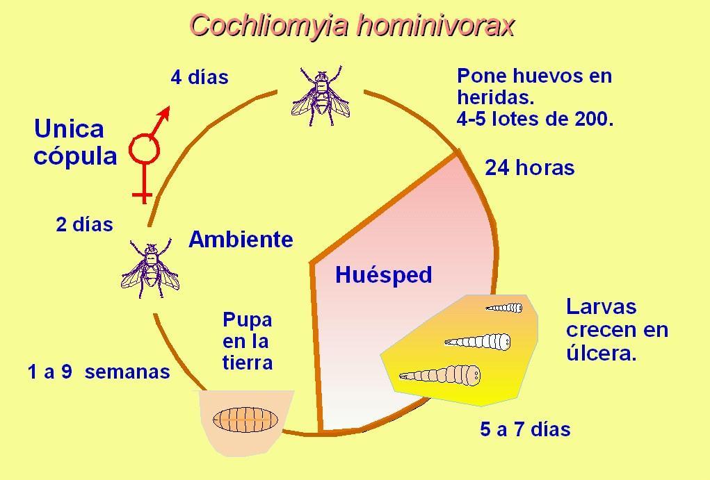 Cochliomyia hominivorax El ambiente: Regiones tropical y subtropical con clima cálido y húmedo.