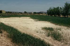 Porqué es un problema la salinidad? - Porque puede afectar negativamente a la producción de los cultivos.