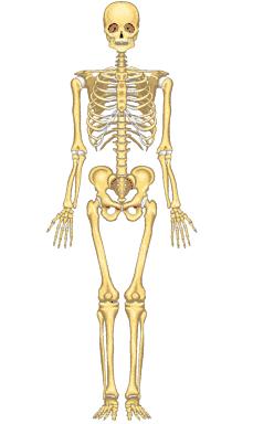1. Escriviu el nom dels ossos senyalats en l esquema següent: Crani/Cráneo Costelles/Costillas Húmer/Húmero Estèrnum/Esternón Radi/Radio Vèrtebres (columna vertebral) / Vértebras (columna