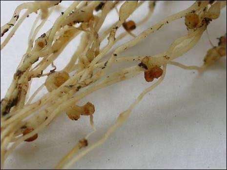 Meloidogyne sp nematodo ligado al pimiento Especies polífagas Especies