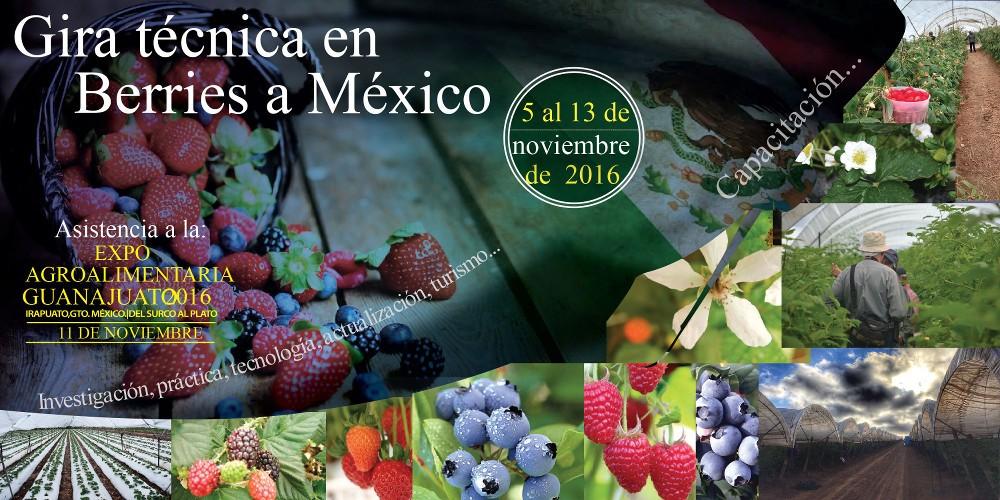 Antecedentes Los Berries (Arándano, fresa (frutilla), frambuesa y zarzamora) se han convertido en uno de los principales productos de exportación a nivel mundial.